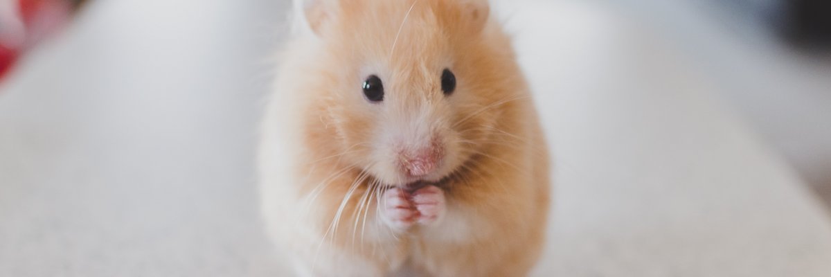 GeoHamster